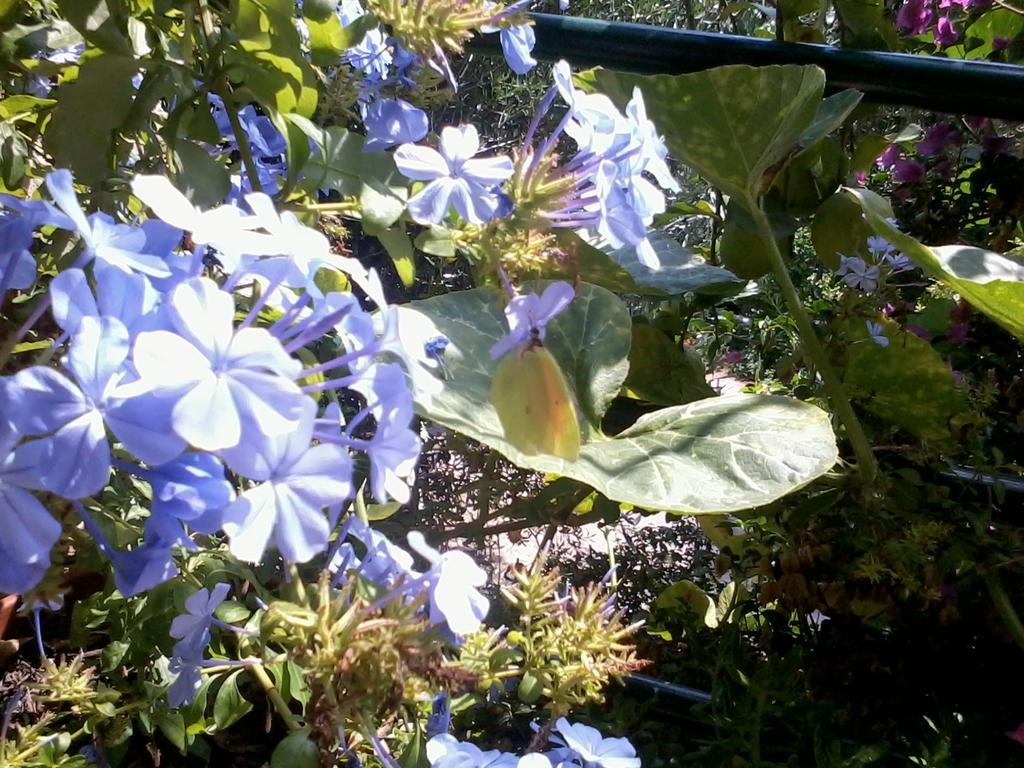 Butterfly Appartments Barbati Dış mekan fotoğraf